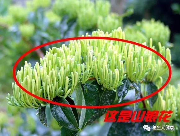 西安维特生物｜SC厂家|专业植物提取物|中药提取物