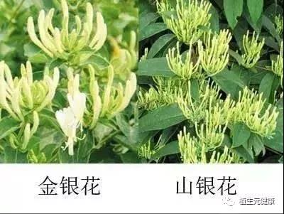 西安维特生物｜SC厂家|专业植物提取物|中药提取物